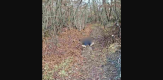 Evo kako je završio Matija Gurdeljević nakon pljačke u Kalesiji: Rođeni brat i ekipa bacili tijelo u šumu