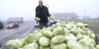 Ogorčeni ratar podijelio 10 tona kupusa: “Plače mi se od muke”