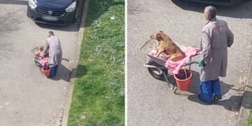 “On mu je sve”: Zagrepčanin svaki dan u tačkama vozi svog bolesnog psa na livadu