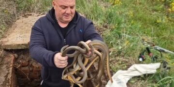 OTVORIO ŠAHT I OSTAO BEZ RIJEČI: Ono što je izvukao rukama šokiralo sve – čak šest zmija! (VIDEO)