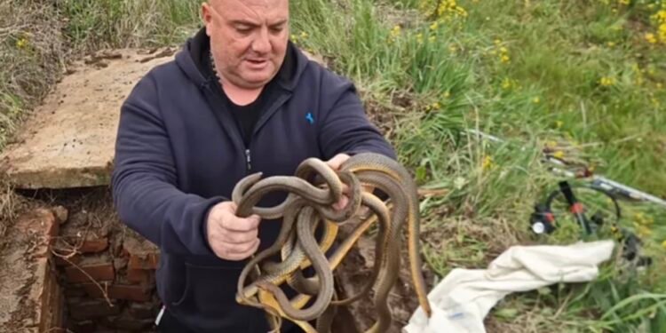 OTVORIO ŠAHT I OSTAO BEZ RIJEČI: Ono što je izvukao rukama šokiralo sve – čak šest zmija! (VIDEO)
