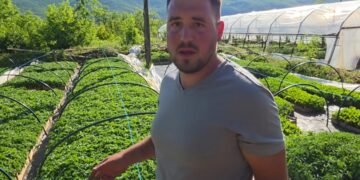 Odbio otići iz BiH, dao otkaz i izgradio posao sa 150.000 sadnica