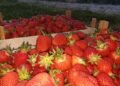 Domaćin iz Živinica oduševio BiH: Jagode prodaje za 1 KM