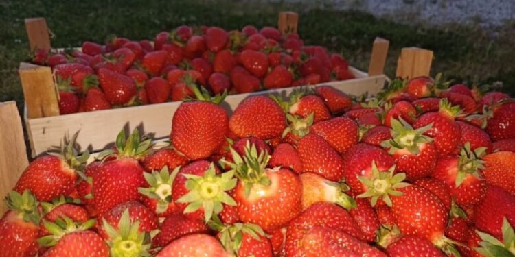 Domaćin iz Živinica oduševio BiH: Jagode prodaje za 1 KM