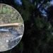 Kome smetaju državne zastave? Neko pali zastave BiH po Livnu, policija pokrenula istragu