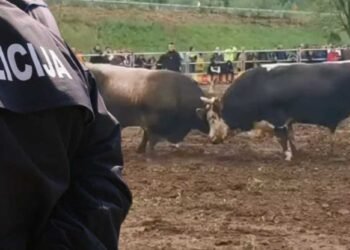 Haos na koridi kod Širokog Brijega: Povrijeđena trojica policajaca, ima i uhapšenih