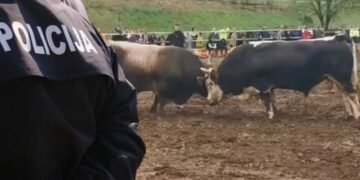 Haos na koridi kod Širokog Brijega: Povrijeđena trojica policajaca, ima i uhapšenih