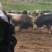 Haos na koridi kod Širokog Brijega: Povrijeđena trojica policajaca, ima i uhapšenih