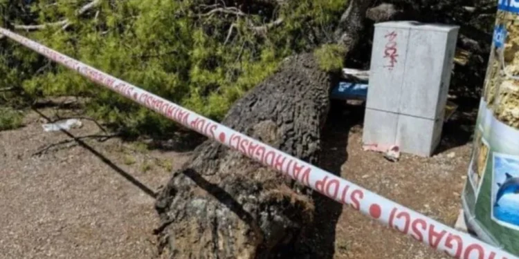 Drvo palo na kupače na plaži na Jadranu: Povrijeđeno četvero ljudi, među njima dvoje djece