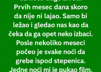 UDOMILI SMO PSA KOJEG NIKO NIJE HTIO – KADA JE POČEO KOPATI ISPOD STEPENICA, OTKRILI SMO TAJNU STARU 20 GODINA!